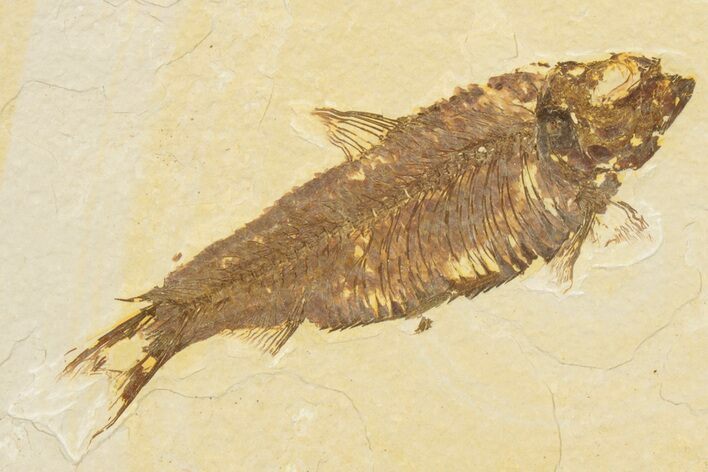 Detailed Fossil Fish (Knightia) - Wyoming #186492